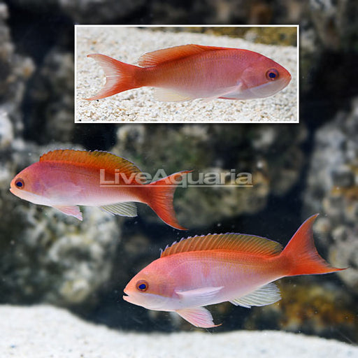 Red Bar Anthias