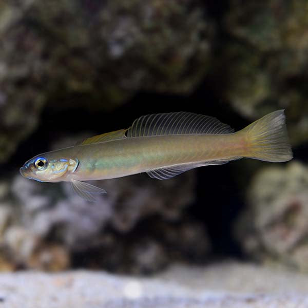 Green Gudgeon