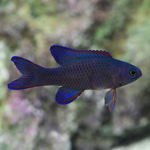 Blue Assessor Basslet