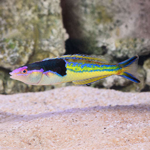 Pencil Wrasse