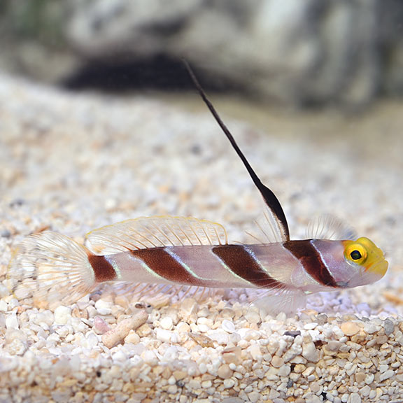 Hi-Fin Goby