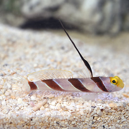 Hi-Fin Goby