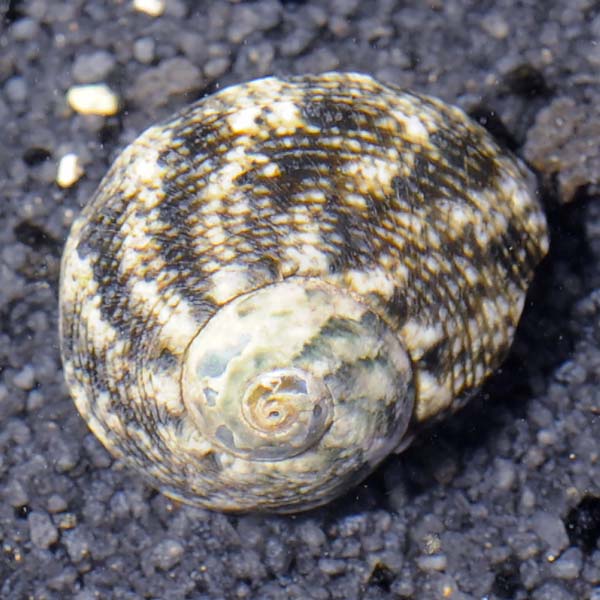 Zebra Turbo Snail