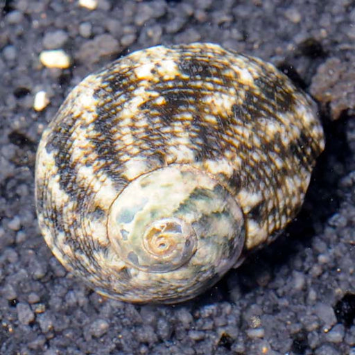 Cats Eye Turbo Snail
