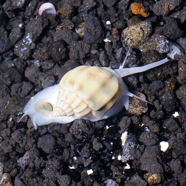 Nassarius Snail