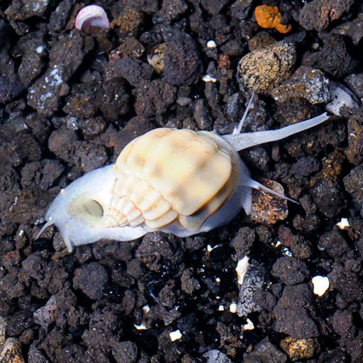 Nassarius Snail