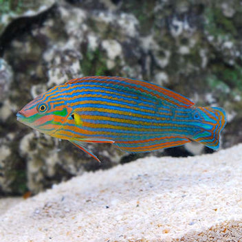Melanurus Wrasse – MN Aquatics