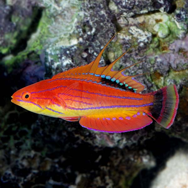 Carpenter Wrasse