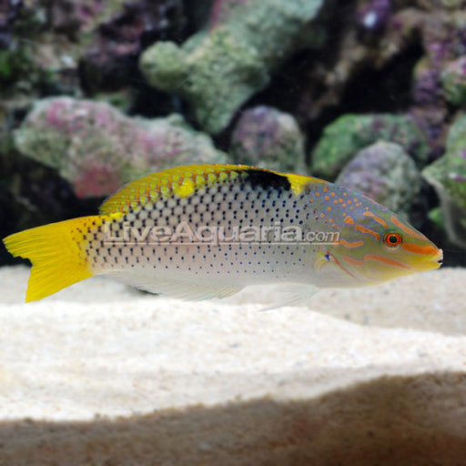 Checkerboard Wrasse