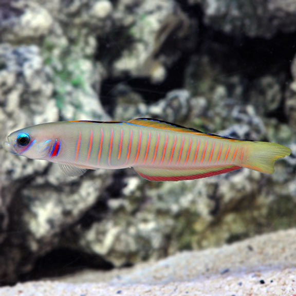 Zebra Bar Goby