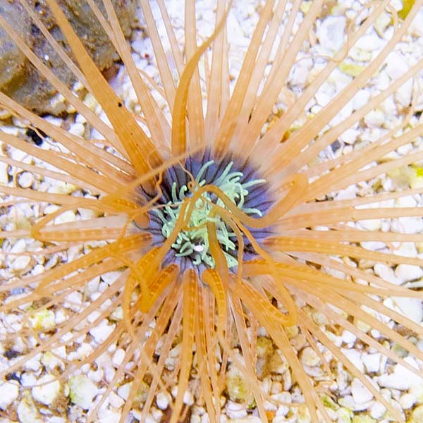 Tube Anemone Orange