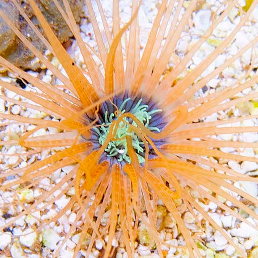 Tube Anemone Orange