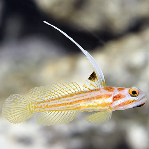 Yasha Goby