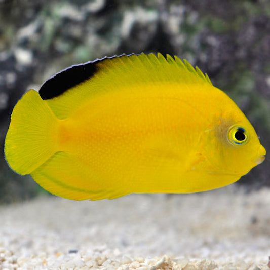 Woodheadi Angelfish