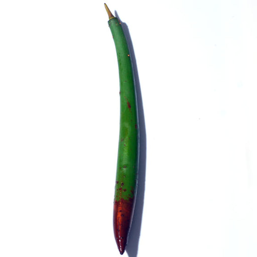 Mangrove Pod