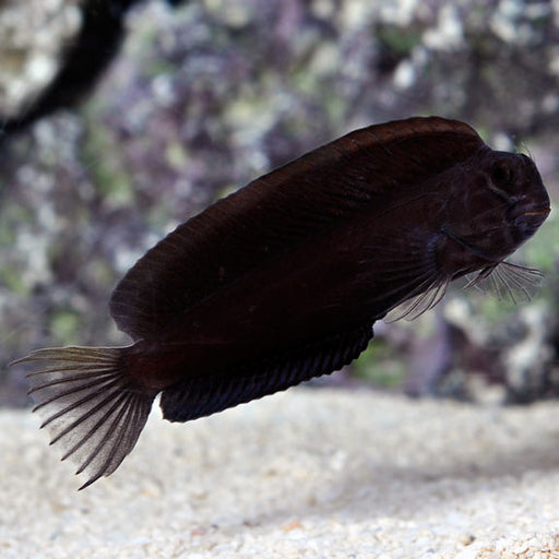 Tribal Blenny