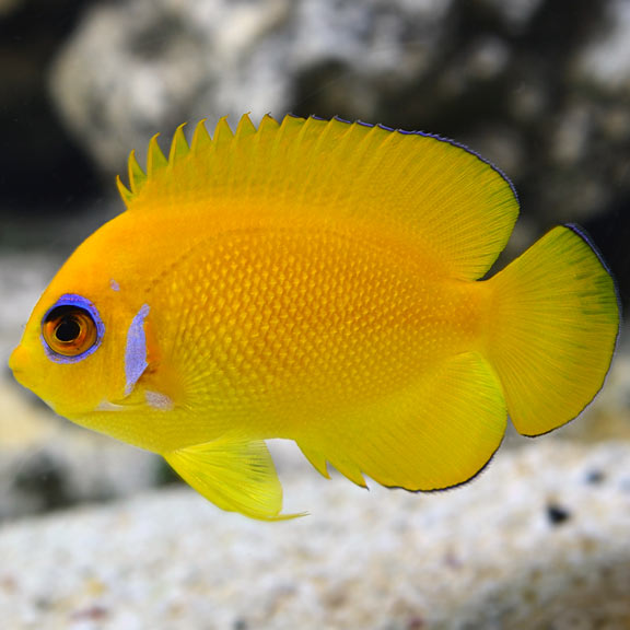 Lemon Peel Angelfish