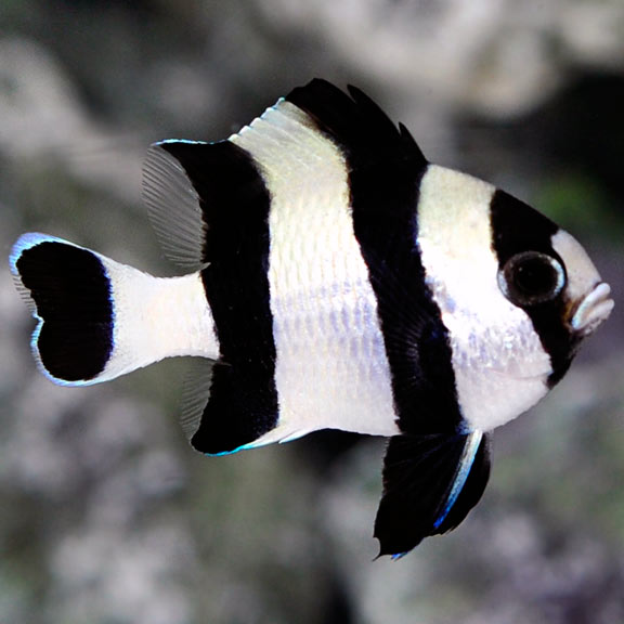 Four Stripe Damsel