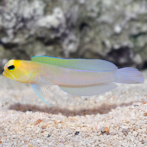 Pearly Jawfish