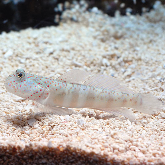 Pink and Blue Watchman Goby