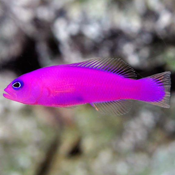 Strawberry Dottyback