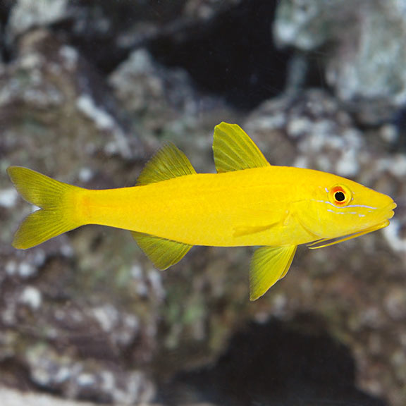 Yellow Goatfish
