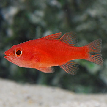 Ruby Red Cardinalfish