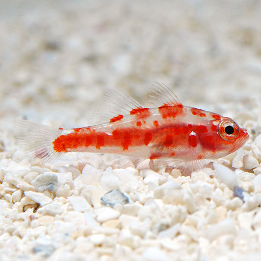 Red Spot Trimma Goby