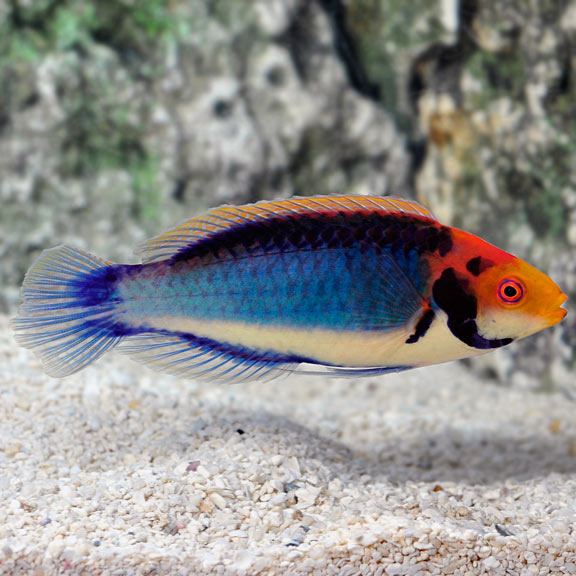 Solar Wrasse