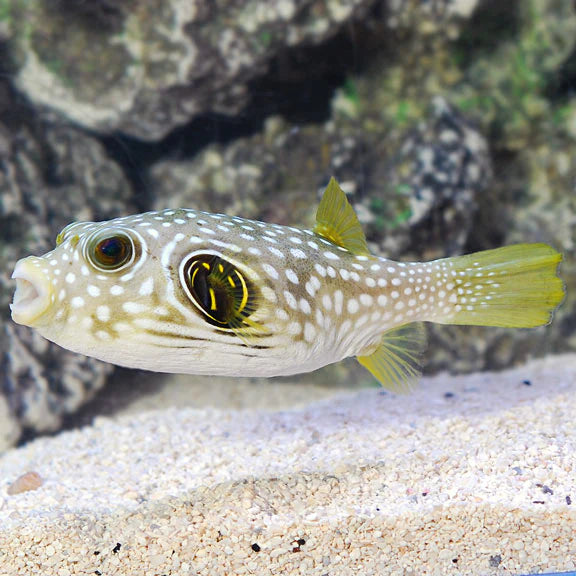 Stars and Stripes Puffer