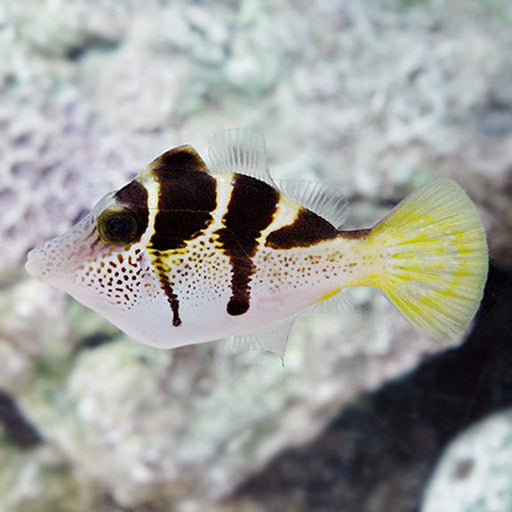 Mimic Filefish