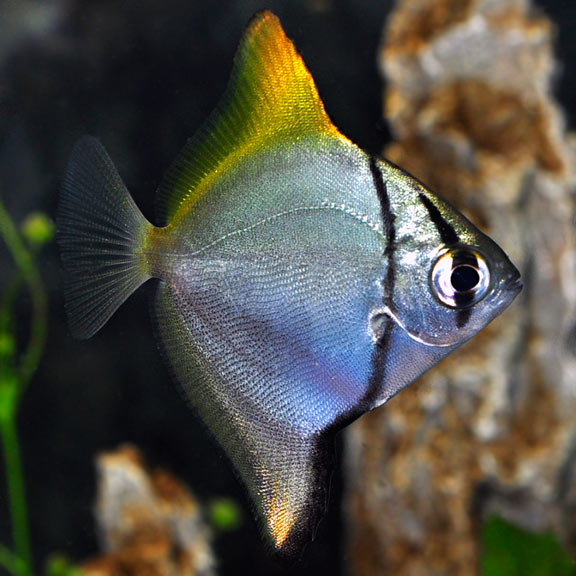 Mono Argentus (Saltwater)
