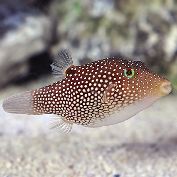 Spotted Sharpnose Puffer