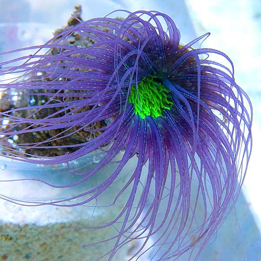 Tube Anemone Purple