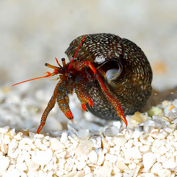 Red Leg Hermit