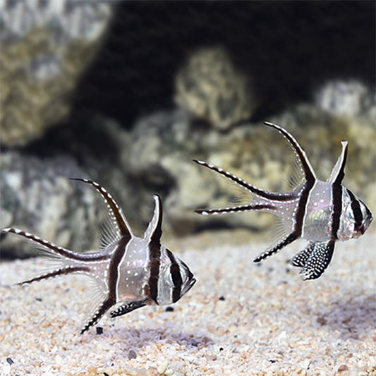 Banggai Cardinal