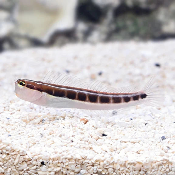 Dot Dash Blenny