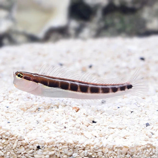 Dot Dash Blenny