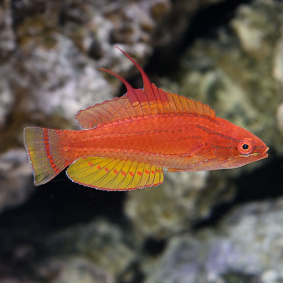 Yellow Fin Flasher Wrasse