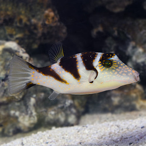Crowned Toby Puffer