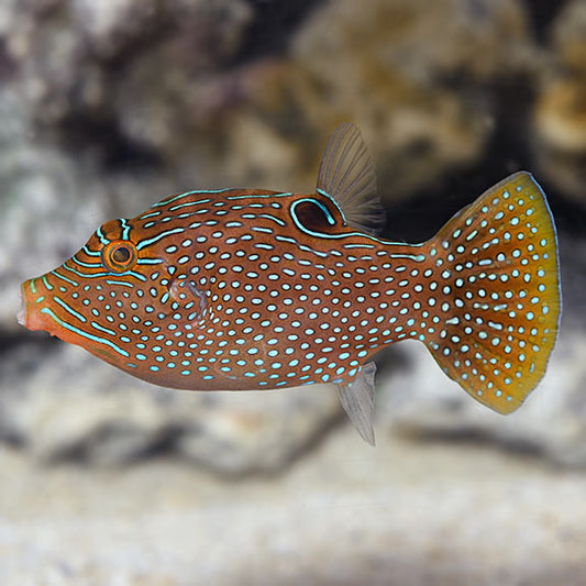 Blue Dot Toby Puffer