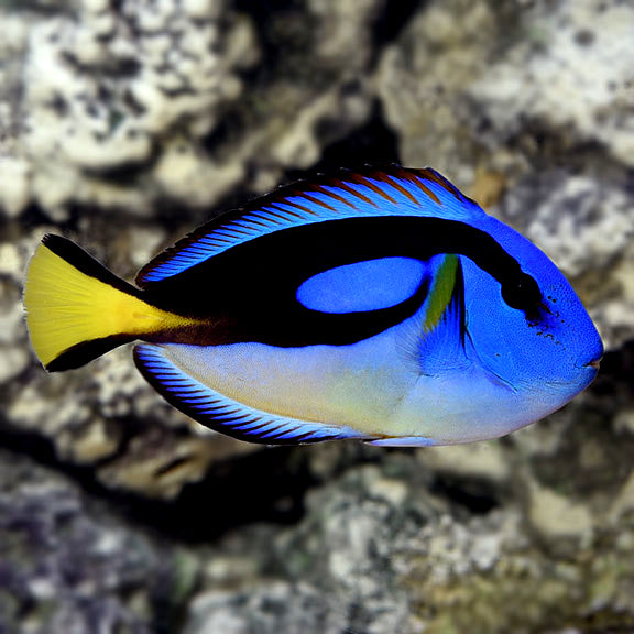 Yellow Belly Blue Hippo Tang