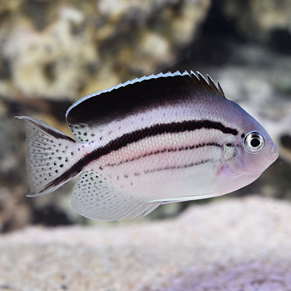 Lamarck Angelfish