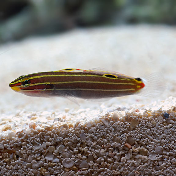 Hectors Goby