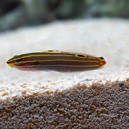 Hectors Goby