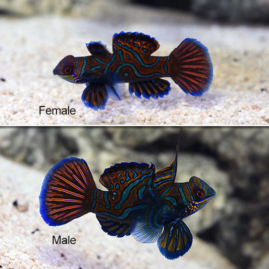 Blue Mandarin Dragonet