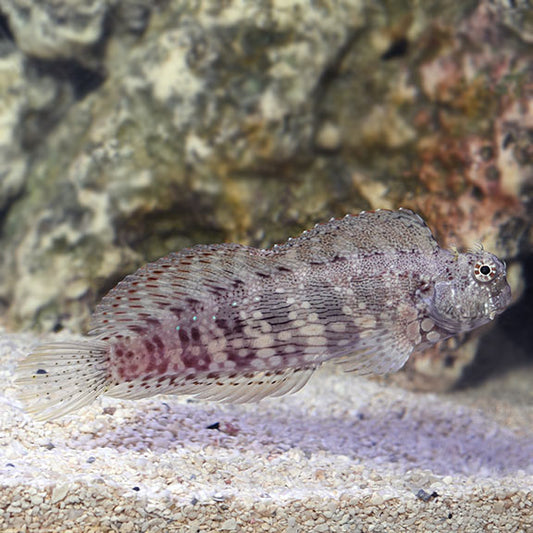 Lawnmower Blenny