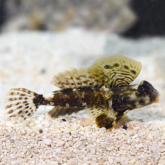 Scooter Dragonet