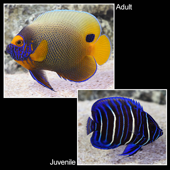 Blue Face Angelfish