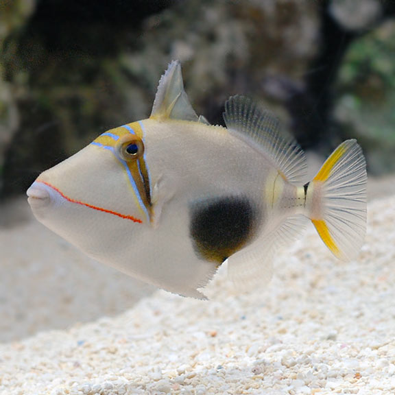 Bursa Triggerfish
